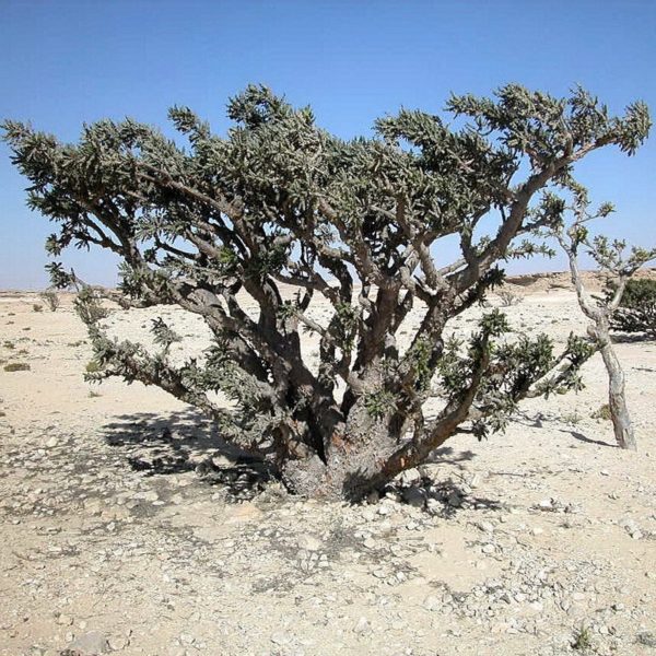 Buy Boswellia Serrata Frankincense Online