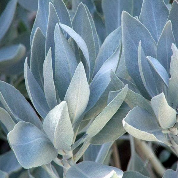 Buy Salvia Apiana White Sage Online