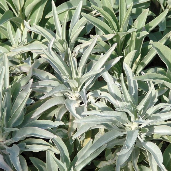 Buy Salvia Apiana White Sage Online