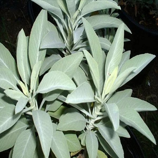 Buy Salvia Apiana White Sage Online