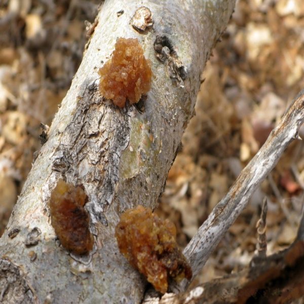 Buy Commiphora Erythrea Opopanax Online